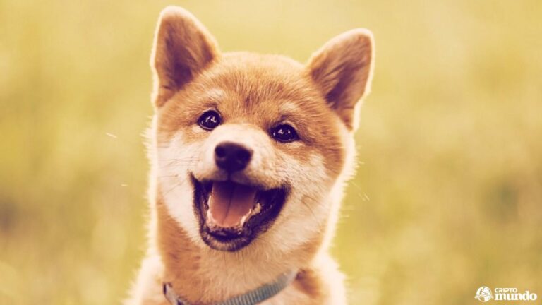 ¿Qué Es Baby Doge y Por Qué Elon Musk Impulsa La Imitación ...