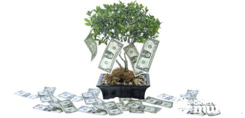 magical-money-tree-technique